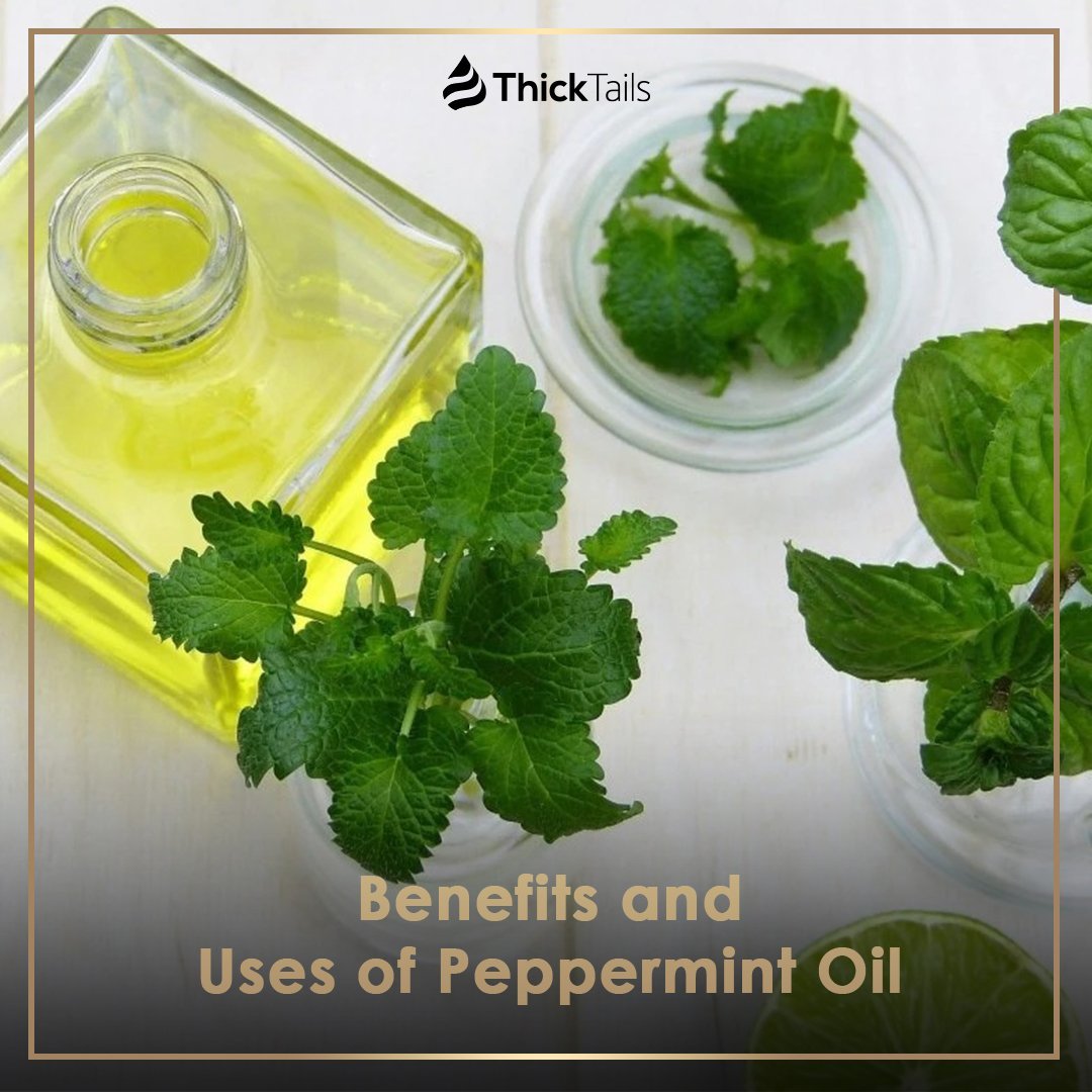 Benefits and Uses of Peppermint Oil | ThickTails